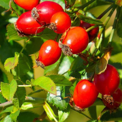 REGENERA TU PIEL CON ACEITE DE ROSA MOSQUETA