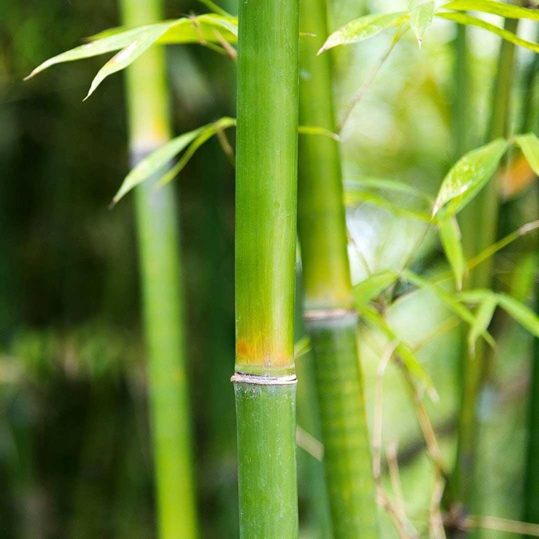 Línea Bamboo So Bio Étic - Tienda Cresso, hay algo para ti